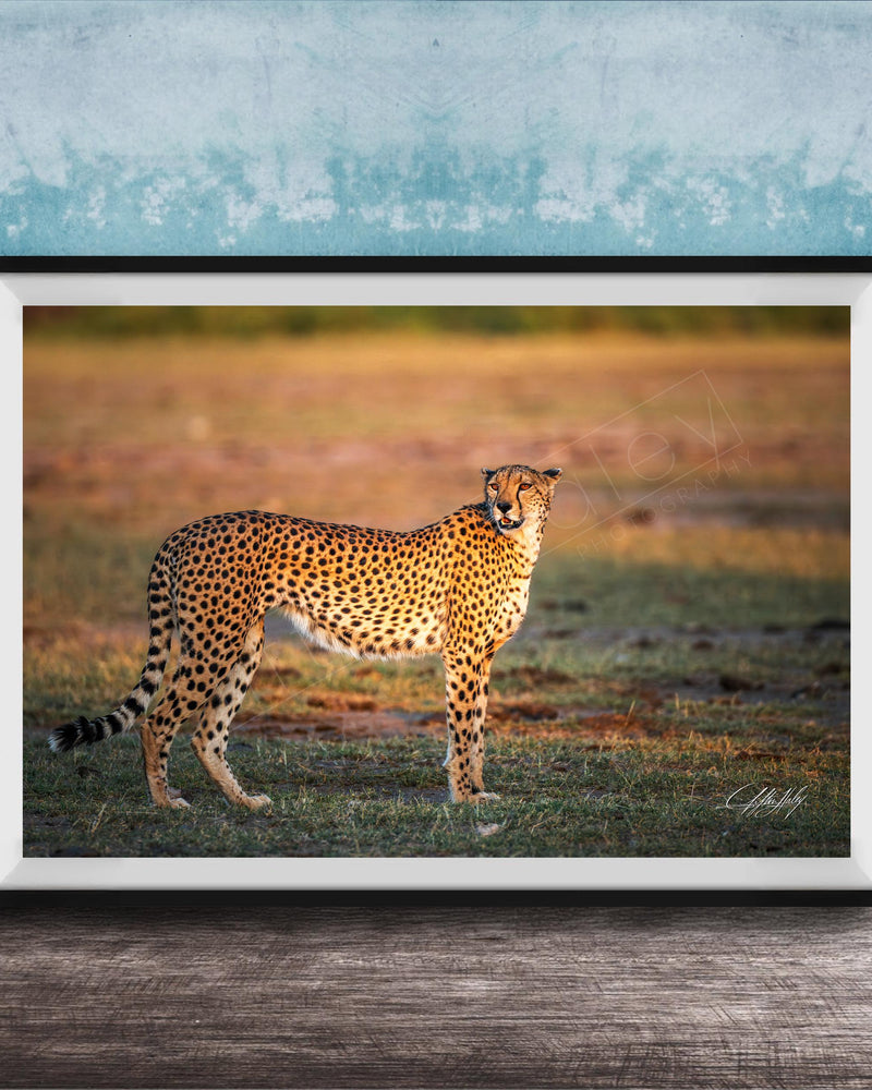 A cheetah standing in a grassy field, facing the camera.
