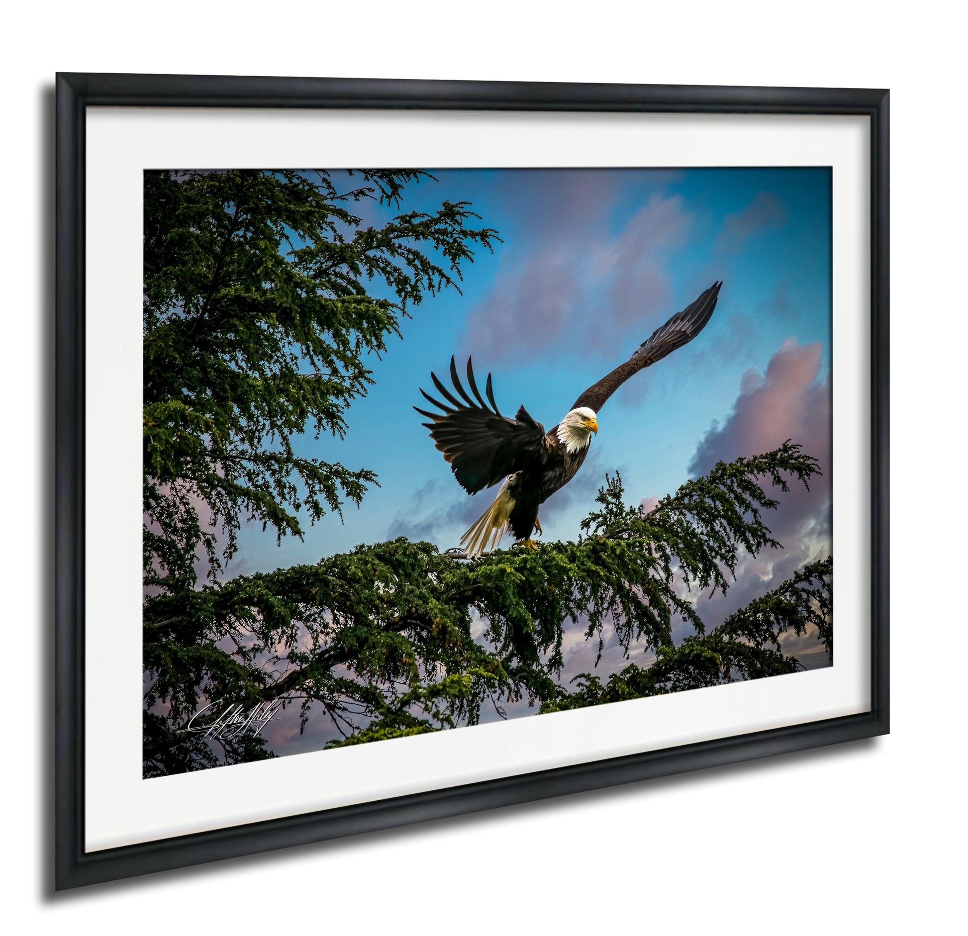 A majestic bald eagle soars through the sky, its wings spread wide as it glides over a tree branch.