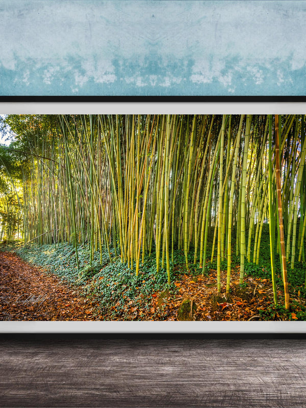 A framed photograph of a lush bamboo forest, with tall, slender stalks of green bamboo stretching across the frame and a carpet of fallen leaves and brown mulch in the foreground.