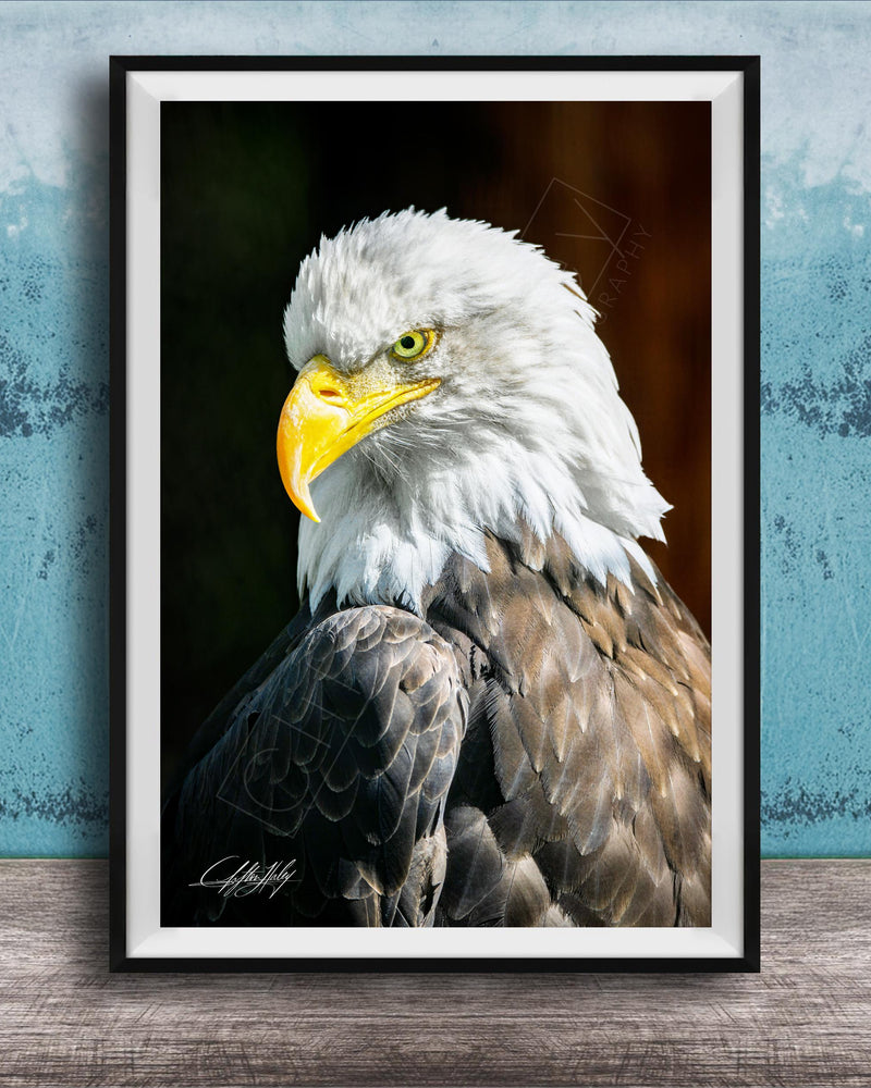 A framed photograph of a majestic bald eagle, its white head and tail feathers contrasting with its dark brown body and yellow beak.