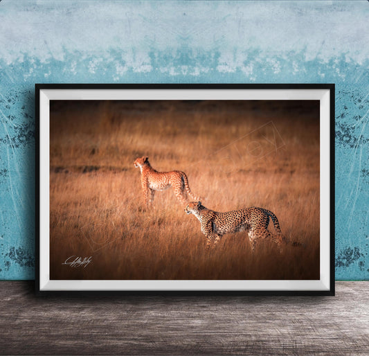 Two cheetahs walking through a grassy field.