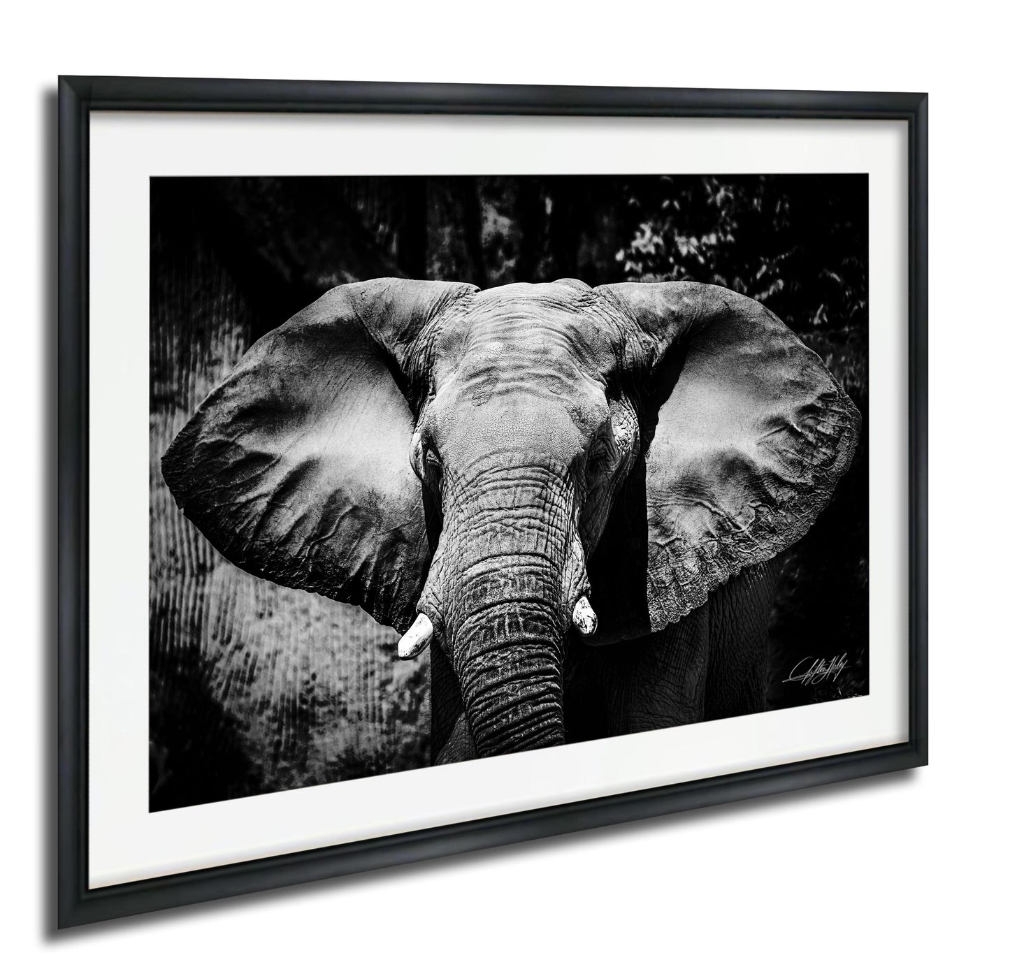A black and white photograph of an elephant's face, with its large ears and trunk prominently featured.