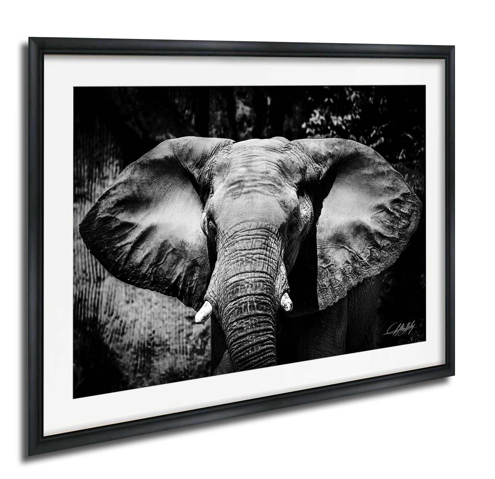 A black and white photograph of an elephant's face, with its large ears and trunk prominently featured.