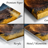 The image is a collage of four different views of a buffalo, with each view labeled as either "Premium Paper", "Canvas Wrap", "Acrylic", or "Metal/Aluminum".