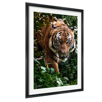 A tiger standing in a lush green forest, surrounded by foliage.