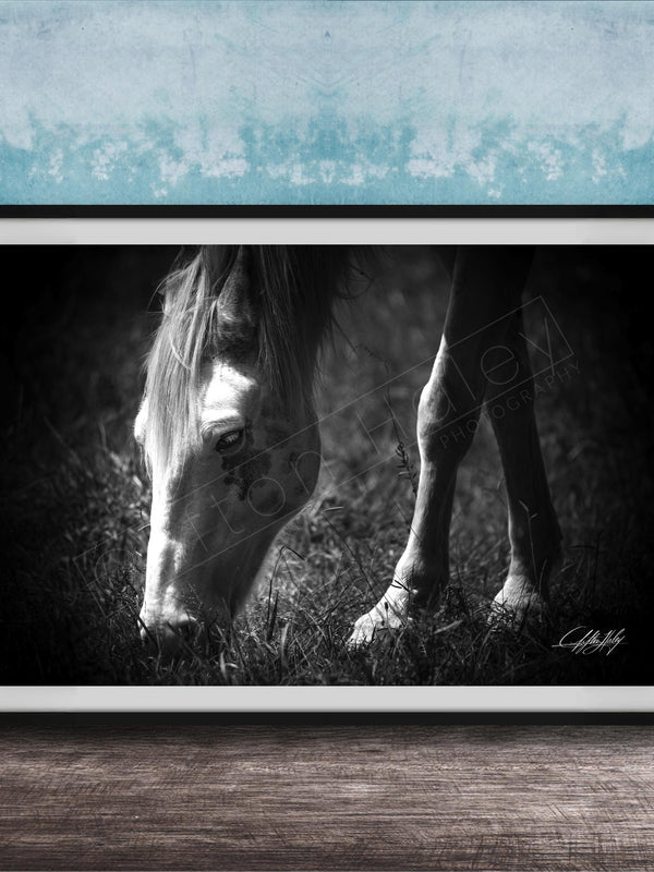 A black and white photograph of a horse grazing in a grassy field, with a blue textured background.