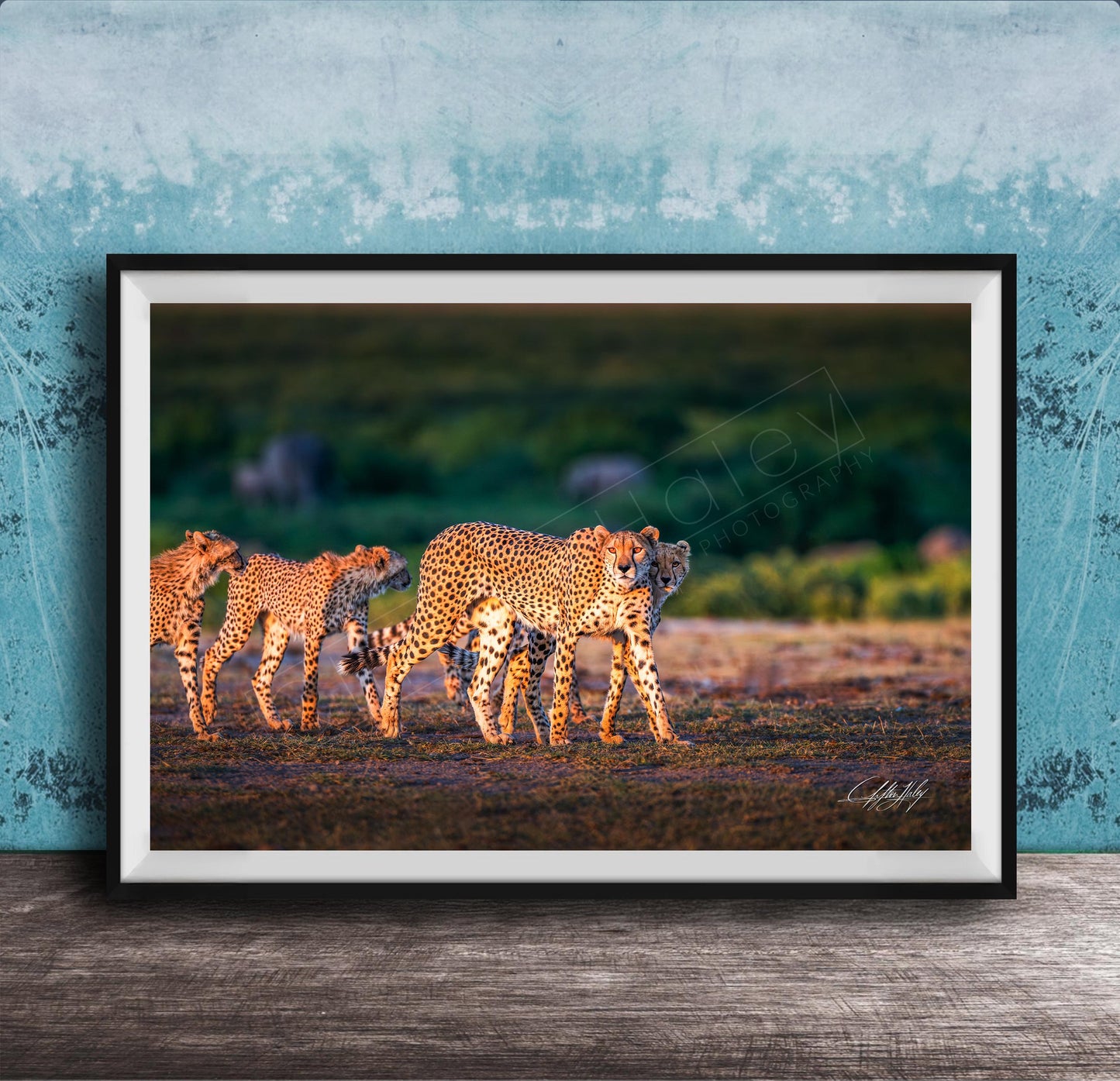 A framed photograph of three cheetahs walking across a grassy field, with a blue wall in the background.