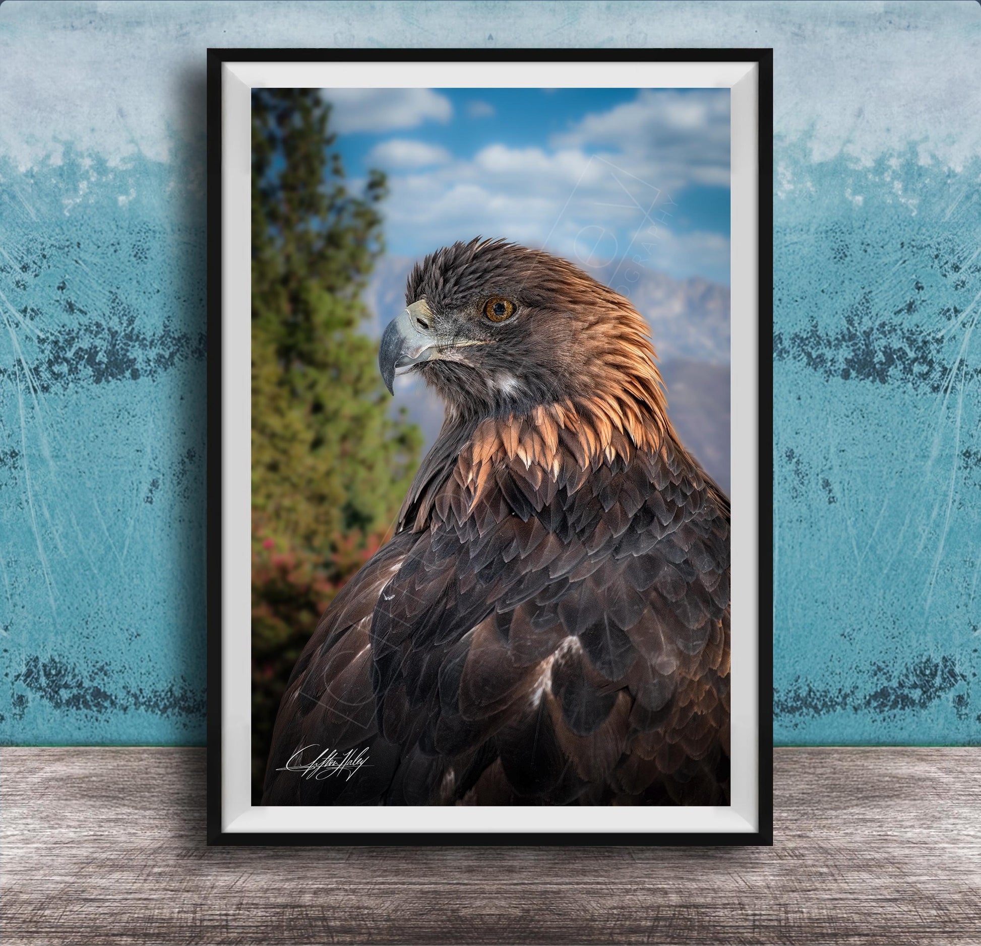 A framed photograph of a majestic golden eagle, its piercing gaze and powerful wingspan captured in a striking image.