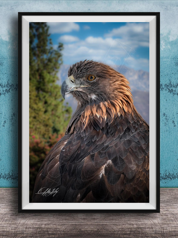 A framed photograph of a majestic golden eagle, its piercing gaze and powerful wingspan captured in a striking image.
