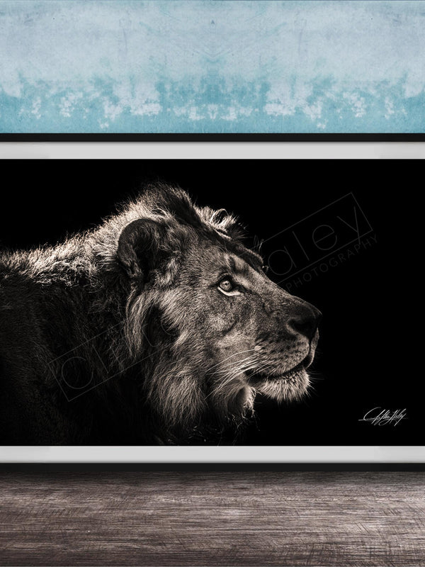 A black and white portrait of a lion is displayed in a framed artwork against a blue textured wall.