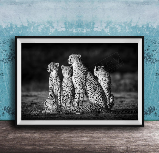A group of five cheetahs, including two adult ones and three younger ones, standing together in a natural setting.