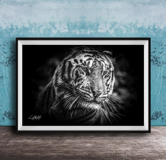 Tiger Wall Art - Sumatran Tiger Art | Jungle Wall Decor & Boho Tropical Decor