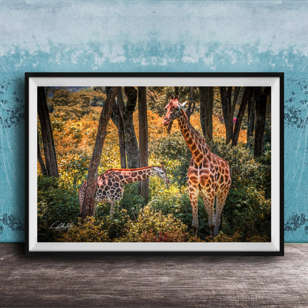 A framed photograph of two giraffes standing in a lush, green forest with trees and foliage in the background.