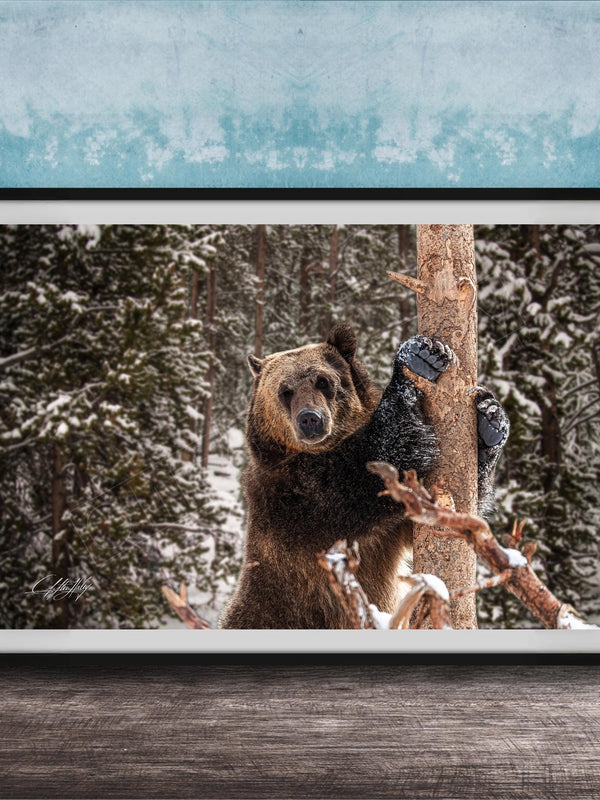 A large brown bear standing on a snowy branch in a forest, with a blue wall in the background.