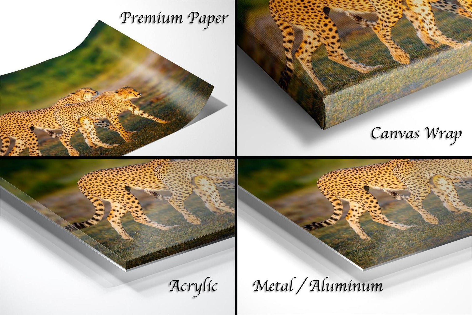 The image is a collage of four photos depicting cheetahs in various settings, including a close-up of their tails and a landscape with grass.