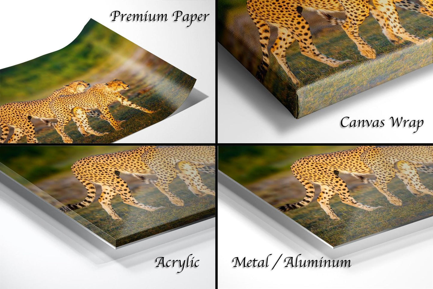 The image is a collage of four photos depicting cheetahs in various settings, including a close-up of their tails and a landscape with grass.