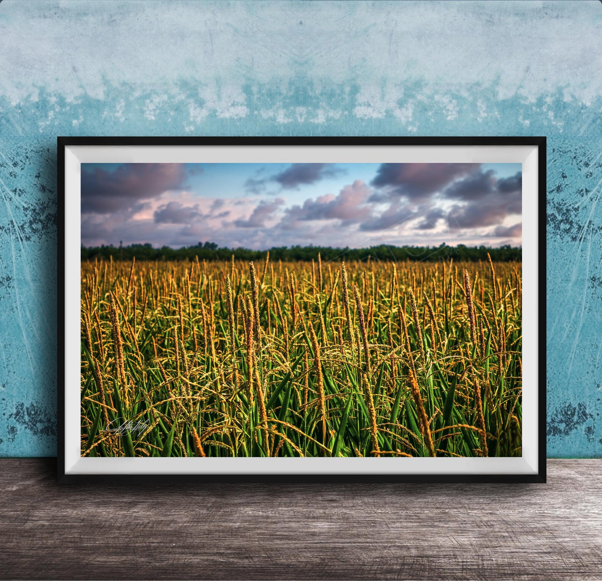 A framed photograph of a vast field of tall, golden grasses against a backdrop of a cloudy sky.