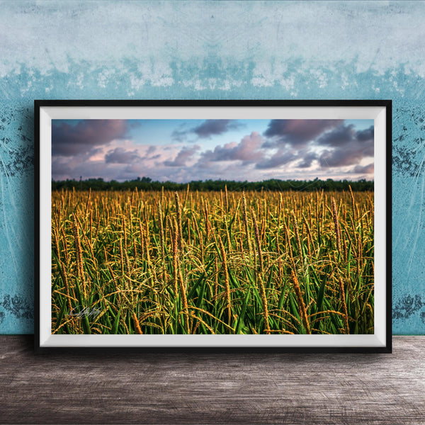 A framed photograph of a vast field of tall, golden grasses against a backdrop of a cloudy sky.