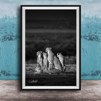 A group of five cheetahs sitting together in a field, with a blue wall in the background.