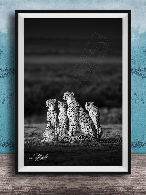 A group of five cheetahs sitting together in a field, with a blue wall in the background.