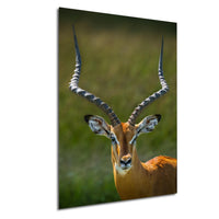 A close-up portrait of an impala, a large antelope species, with its distinctive curved horns prominently displayed against a blurred green background.