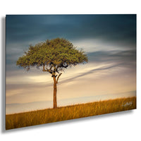 Maasai Mara safari, acacia tree Kenya, African landscapes, Kenya photography, wildlife photography, Maasai culture, safari adventure, Africa travel, golden savanna, best safari parks, Umbrella Thorn Acacia, African nature, sunrise photography