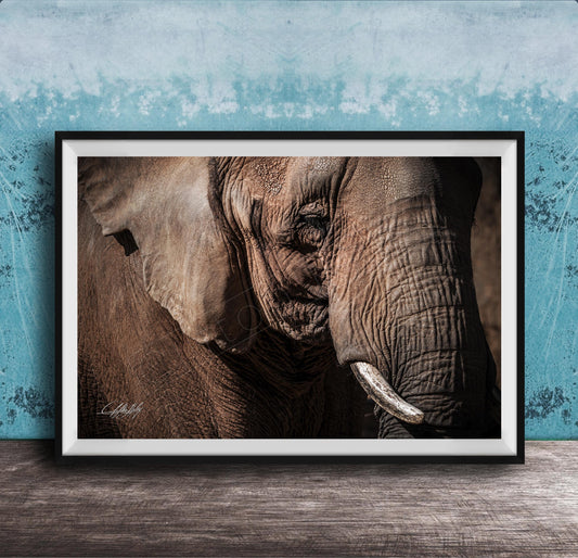 A close-up photograph of an elephant's face, with its large ears and tusks prominently featured against a blue textured background.