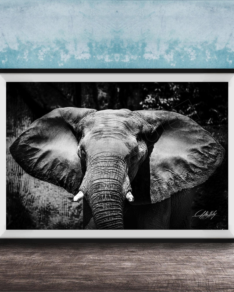 A black and white photograph of an elephant's head and ears, displayed in a framed artwork on a wooden surface against a blue textured background.