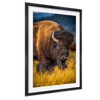 A large buffalo with a brown and black coat stands in a field of tall grass, facing the camera.