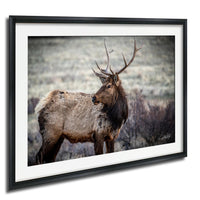 A majestic elk stands in a field, its large antlers reaching towards the sky.