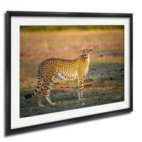 A cheetah standing on a grassy plain, facing the camera with a focused expression.