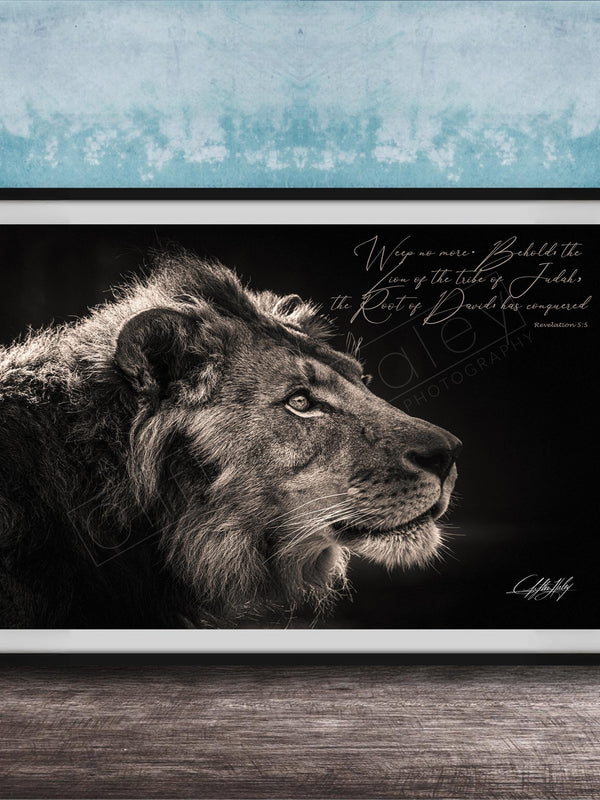 A framed black and white photograph of a lion's head, with a text overlay that reads "Weep no more. Behold the Lord of the tables of Jacob. The rich of David has overcome."