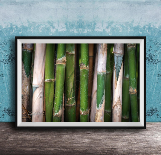 A framed photograph of a close-up view of green bamboo stalks against a blue background.