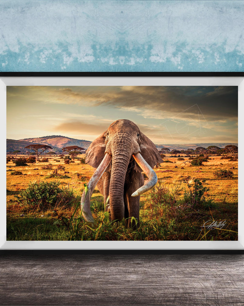 A large elephant with long tusks stands in a grassy field, facing the camera, with a mountainous landscape in the background.