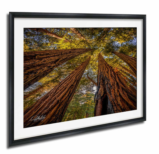 a dense forest with towering redwood trees reaching up towards the sky, creating a sense of depth and scale.