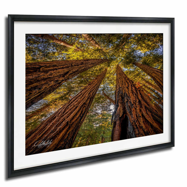 a dense forest with towering redwood trees reaching up towards the sky, creating a sense of depth and scale.