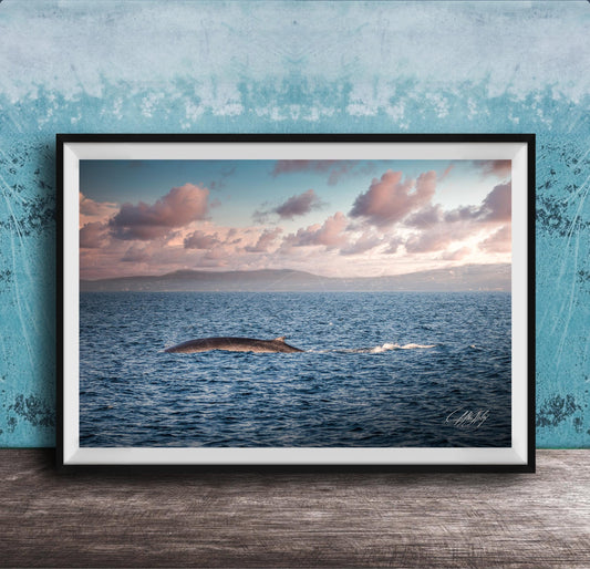A framed photograph of a whale swimming in the ocean, with a beautiful sunset sky in the background.