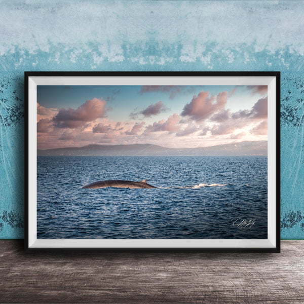 A framed photograph of a whale swimming in the ocean, with a beautiful sunset sky in the background.