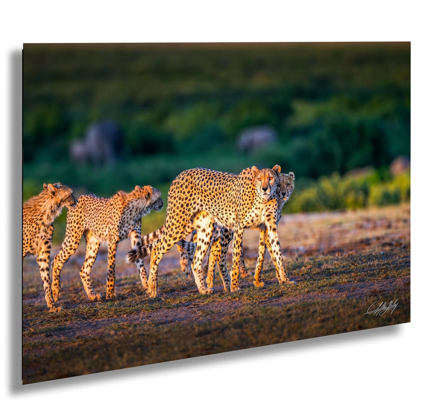Cheetah Art Print - African Safari Wildlife Wall Decor | Maasai Mara Maximalist Animal Print