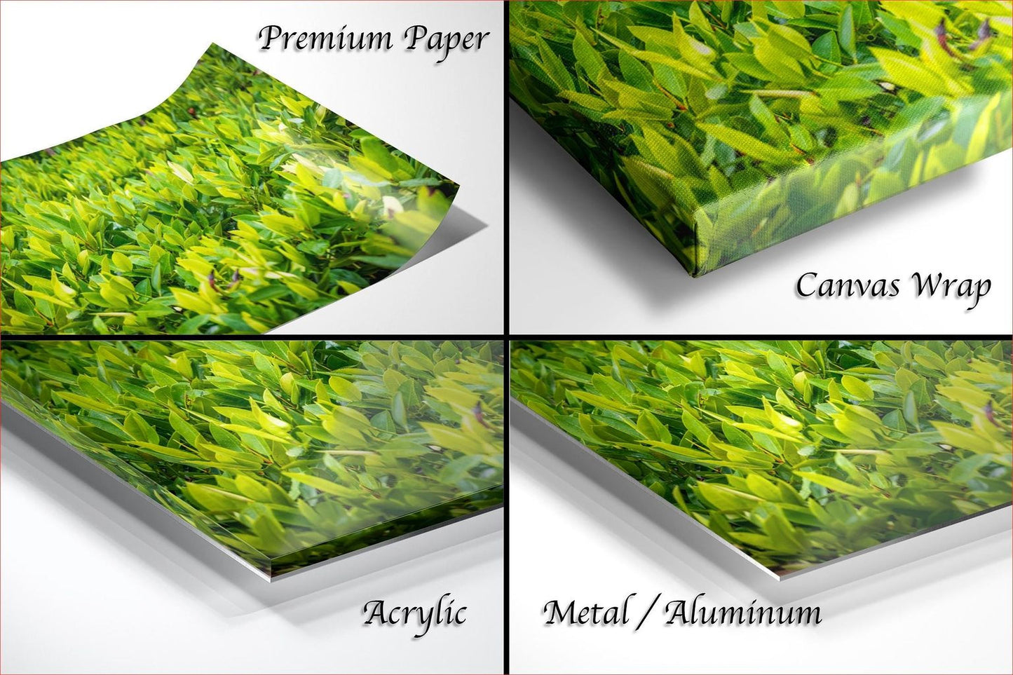 The image is a collage of four different close-up views of a green leafy plant, each with a different label indicating the type of material it is printed on.
