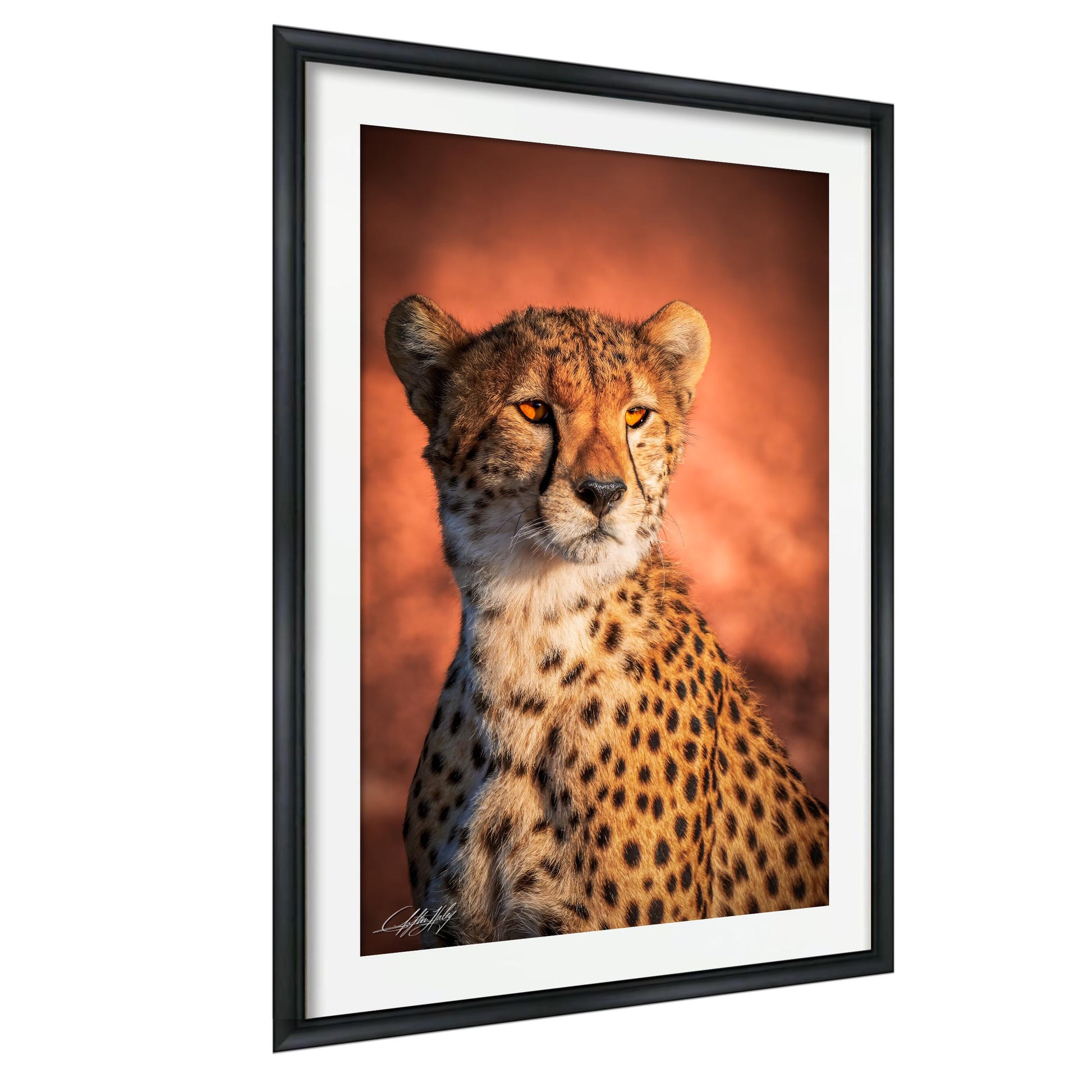 A cheetah with a focused expression, its fur patterned with spots, is the central subject of the framed photograph.