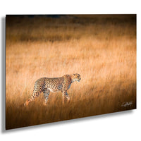 Maasai Mara wildlife, cheetah safari Kenya, Kenya travel photography, endangered big cats, African safari photography, wildlife conservation, Maasai culture, best safari locations, cheetah close-up photo, big cats in Africa, Kenya’s best photography