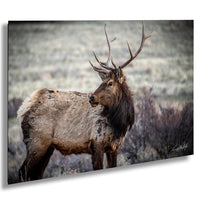 A majestic elk stands in a field, its large antlers reaching towards the sky.