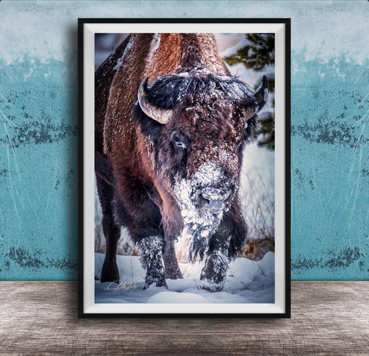 A close-up photograph of a bison standing in the snow, with its head and horns covered in snow.