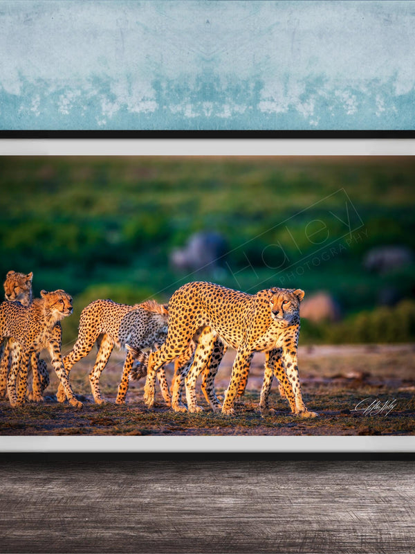 A group of cheetahs walking together in a grassy field, with a blue wall in the background.