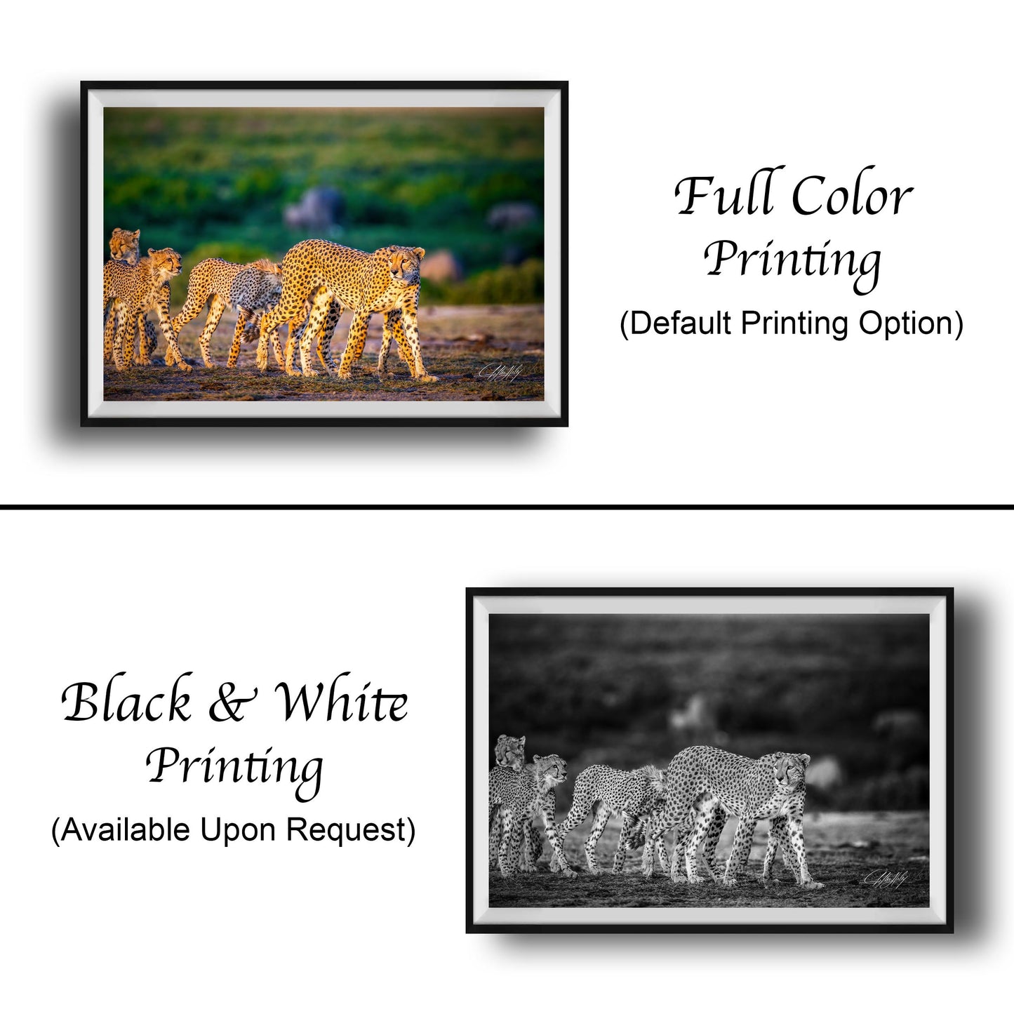 The image is a collage of two framed photographs. The top photograph is a full-color print of a group of cheetahs walking across a grassy field, while the bottom photograph is a black and white print of the same cheetahs walking across the same grassy field.