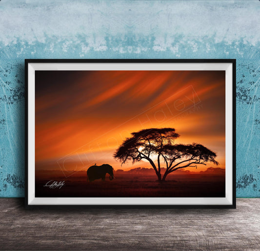 A framed photograph depicting a lone elephant standing in front of a large tree silhouetted against a vibrant orange and red sunset sky.