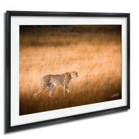 A cheetah is captured in motion, walking through a field of tall, dry grass.