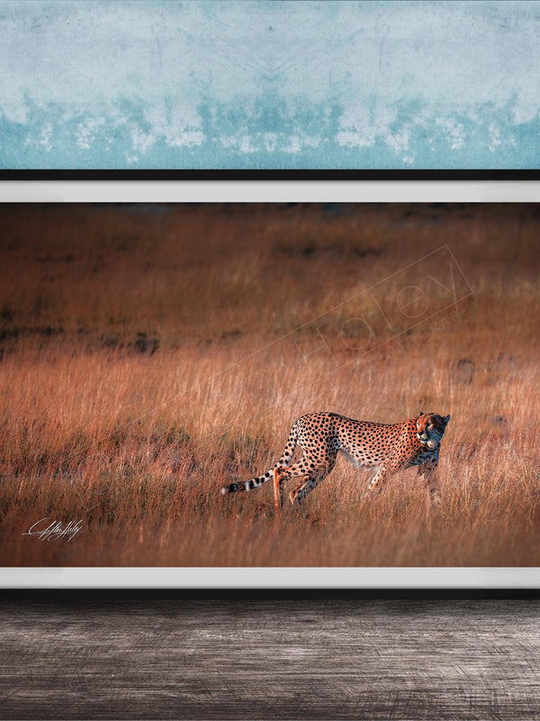 A cheetah is captured in mid-stride, running through a field of tall grass.