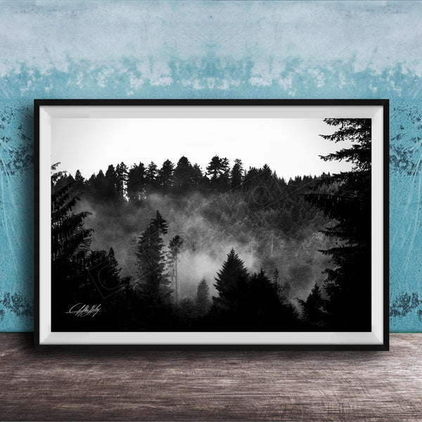 A black and white photograph of a forest landscape with misty mountains in the background.